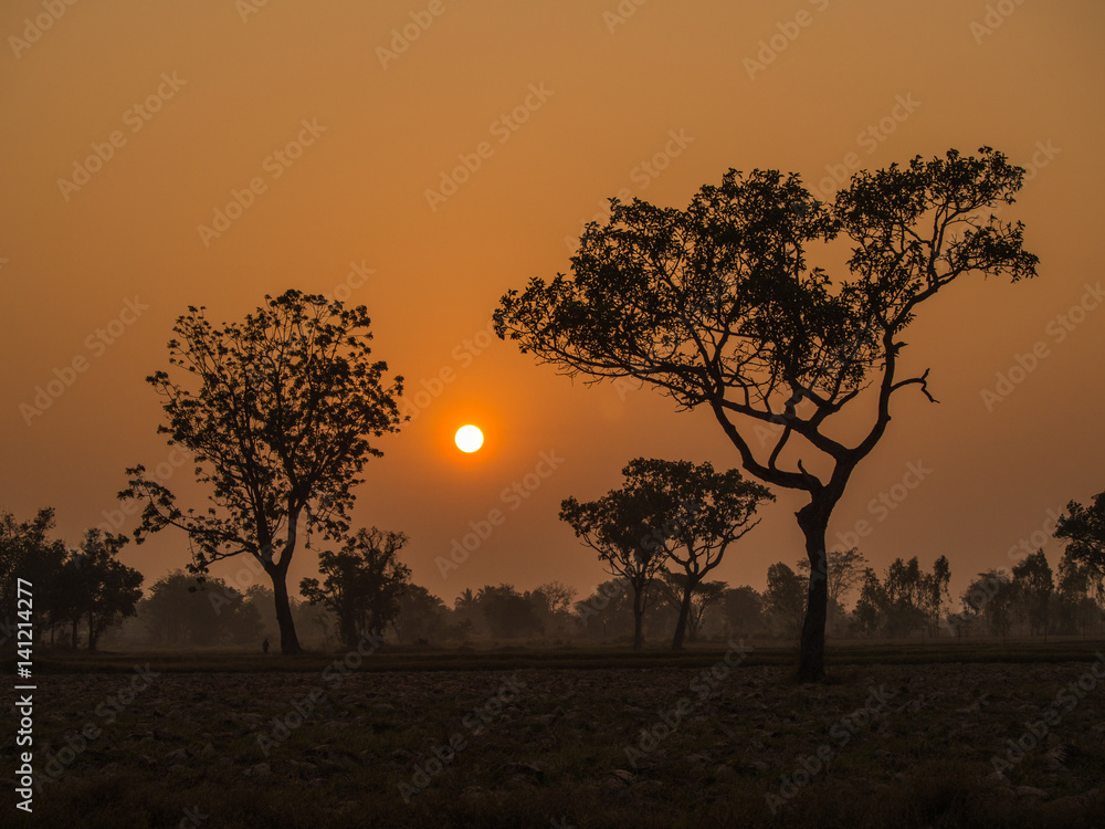 Fototapeta premium Sun Behind The Tree