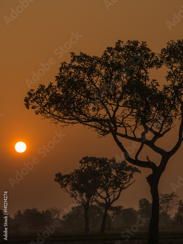 Sun Behind The Tree