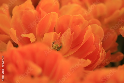 Orange flowers in Netherlands
