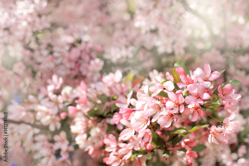 magical moments of spring/ blooming pink flowers of cherry tree © zoomingfoto1712