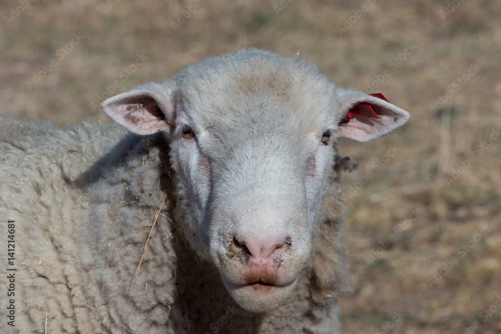 Sheep Portrait