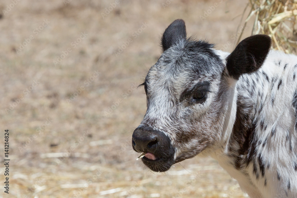 Fototapeta premium Speckle Park Calf