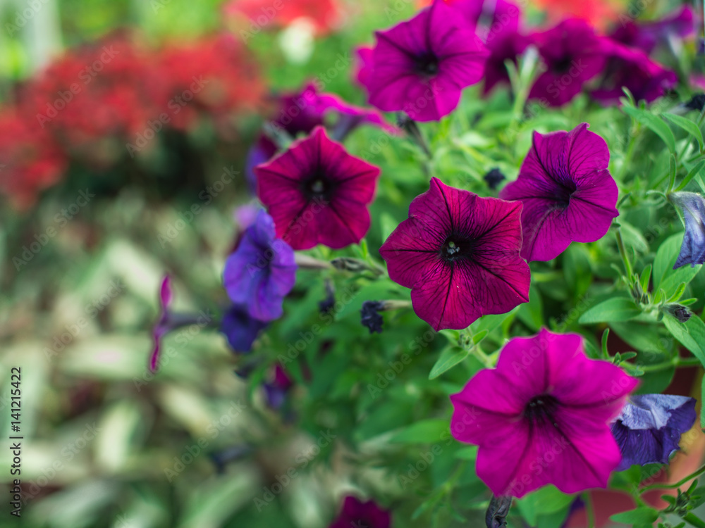 Purple Petunia Flower Hanging Purple Petunia Flower Hanging
