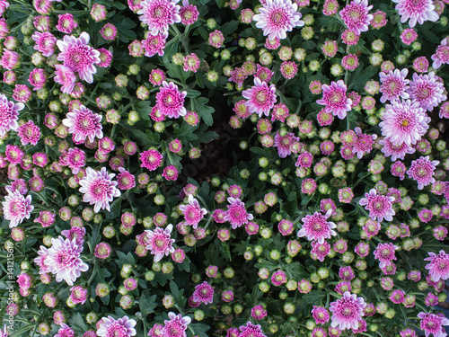 Fototapeta Naklejka Na Ścianę i Meble -  White Purple Chrysanthemum Flower Blooming