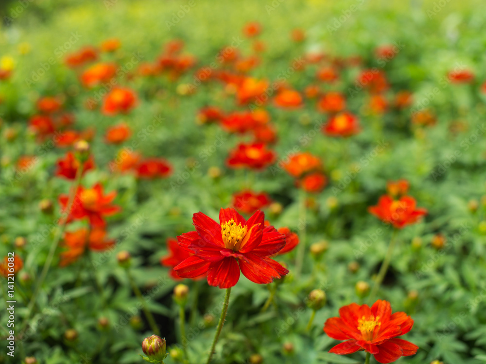 Red Cosmos Flower Blooming