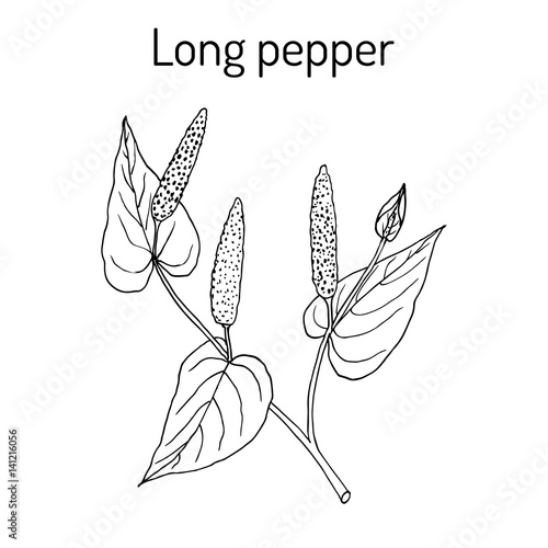 Ayurvedic plant Long pepper Piper longum , pippali.