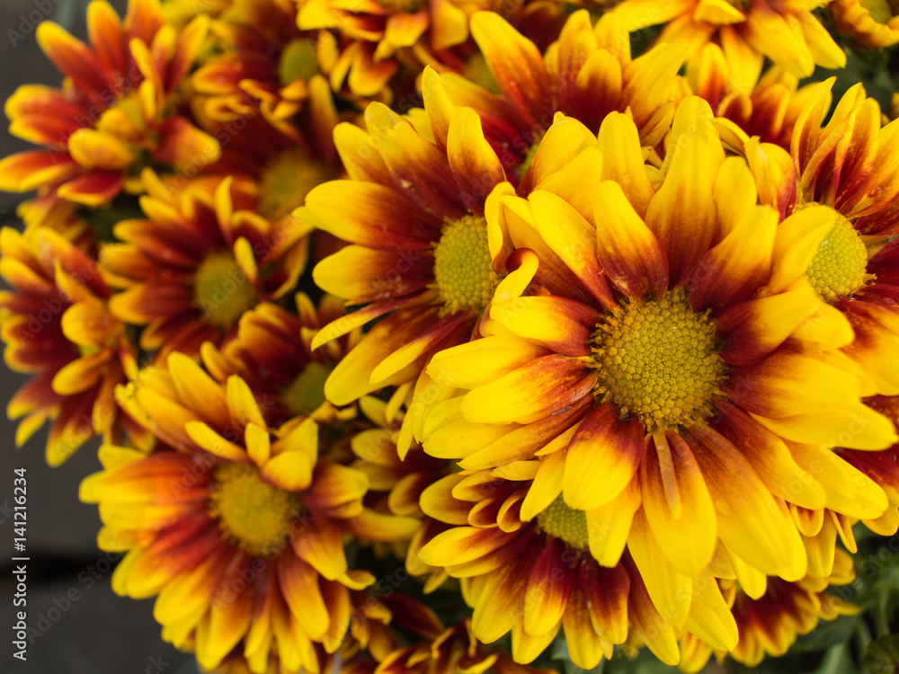Yellow Red Chrysanthemum Flower blooming Yellow Red Chrysanthemum Flower blooming
