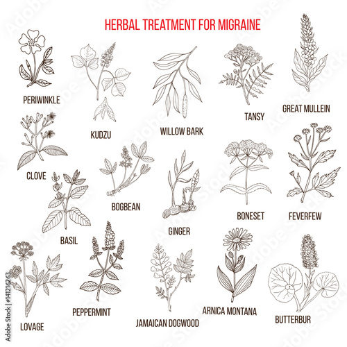 Collection of medicinal herbs for migraines relief