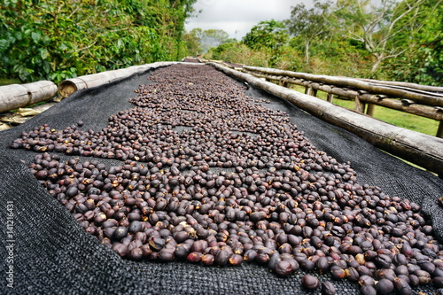 Kaffeebohnen aus Boquete Panama photo