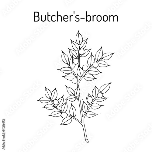 Butcher s broom Ruscus aculeatus , or Knee Holly, Christmas Berry - evergreen plant