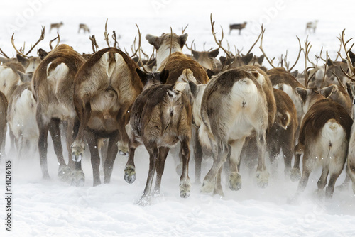 Billede på lærred Reindeer migrate for a best grazing in the tundra nearby of polar circle in a cold winter day