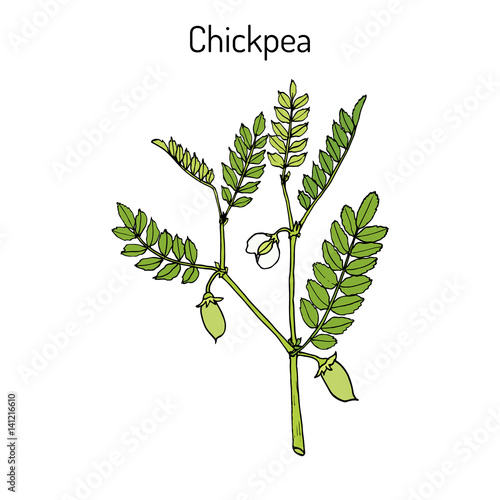 Chickpea Cicer arietinum , or bengal gram, garbanzo bean, egyptian pea
