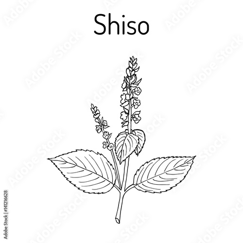 Shiso Perilla frutescens , spice and medicinal herb