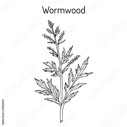 Fototapeta Naklejka Na Ścianę i Meble -  Mugwort, or common wormwood Artemisia vulgaris , medicinal plant