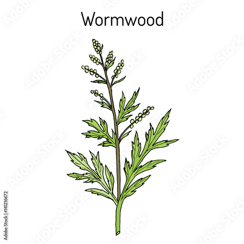 Mugwort  or common wormwood Artemisia vulgaris   medicinal plant