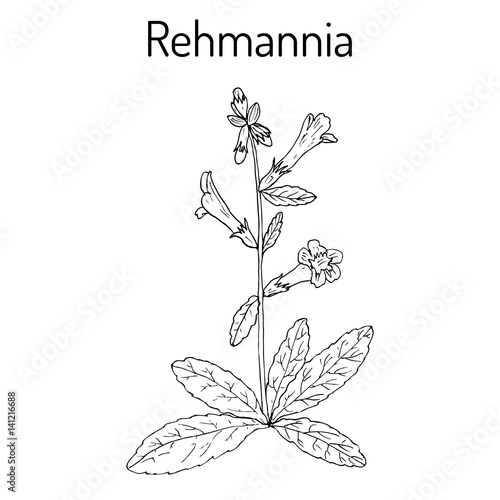 Rehmannia glutinosa, herb of traditional Chinese medicine