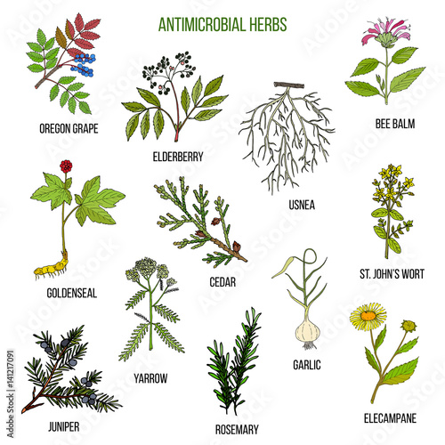 Antimicrobial herbs. Hand drawn set of medicinal plants