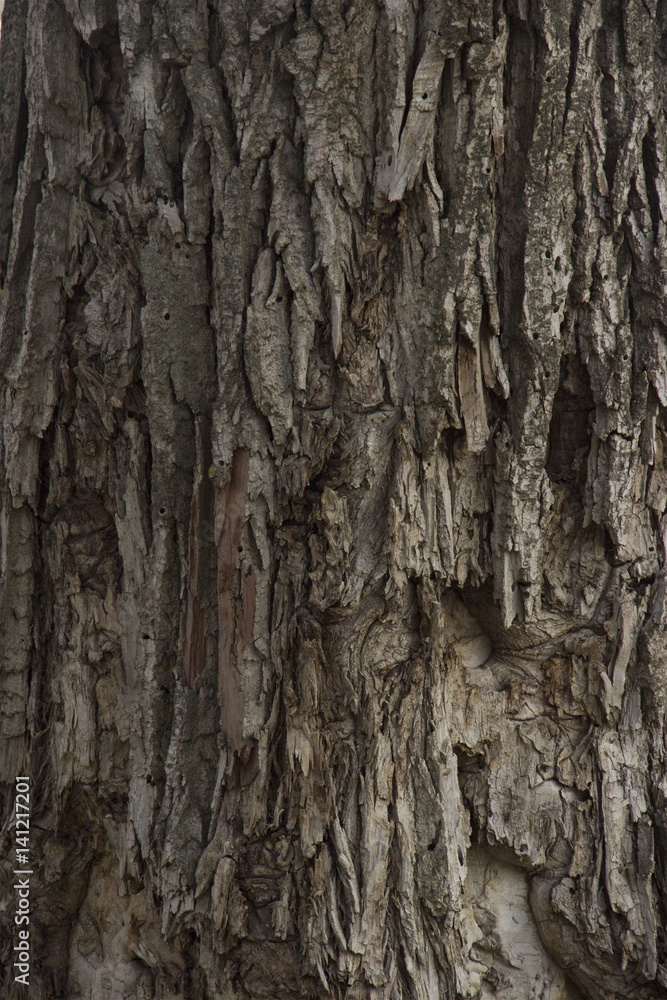 Tree bark texture background Tree bark texture background