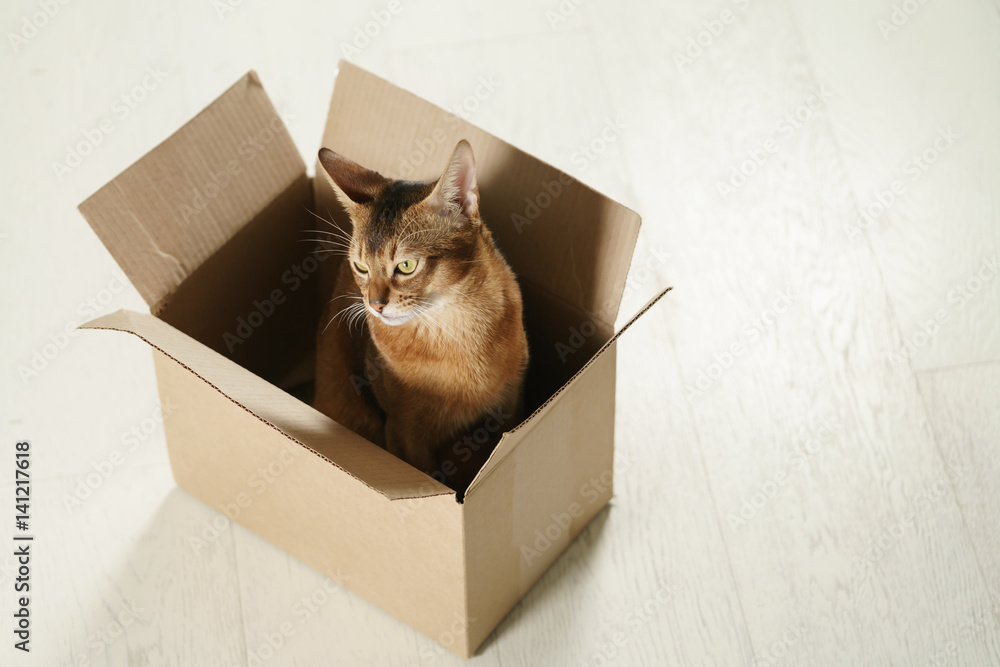 young abyssinian cat sitting in cardboard box on the floor, with copy space