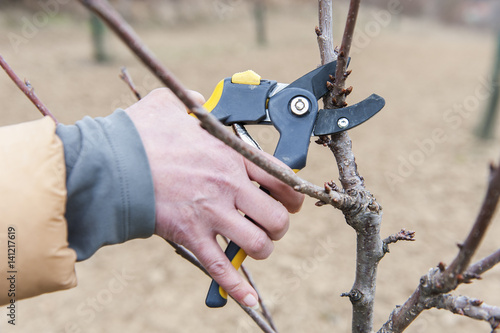 Person pruning a tree with yellow clippers