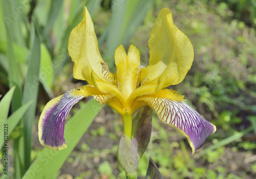 Fototapeta Naklejka Na Ścianę i Meble -  Flower of cultivated iris 14