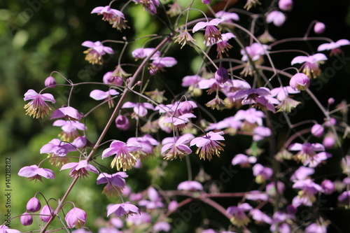 Lilac-mauve  Chinese Meadow Rue  flowers  or Yunnan Meadow Rue  in St. Gallen  Switzerland. Its Latin name is Thalictrum Dipterocarpum  Syn Thalictrum Delavayi   native to western China.