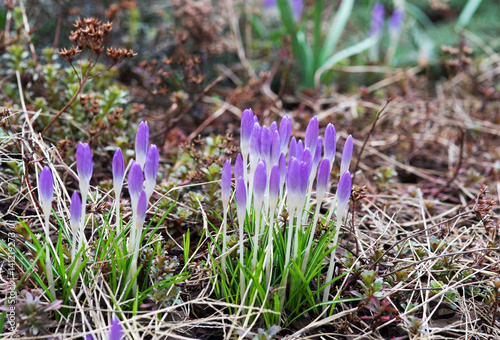 Krokus / wunderschöner Krokus in einem Garten photo