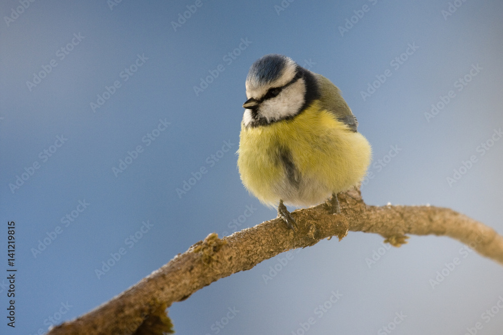 Fototapeta premium Blaumeise