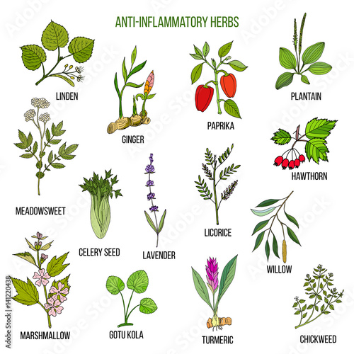 Anti-inflammatory herbs. Hand drawn set of medicinal plants