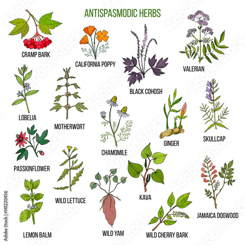 Antispasmodic herbs. Hand drawn set of medicinal plants