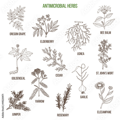 Antimicrobial herbs. Hand drawn set of medicinal plants