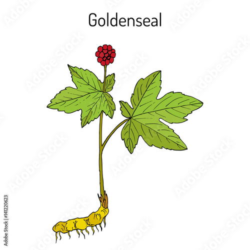 Goldenseal Hydrastis canadensis , medicinal plant photo