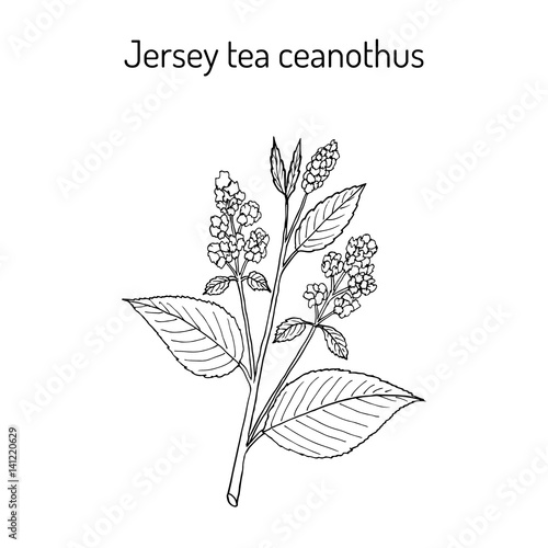 Jersey tea ceanothus Ceanothus americanus , or red root, mountainsweet, wild snowball.