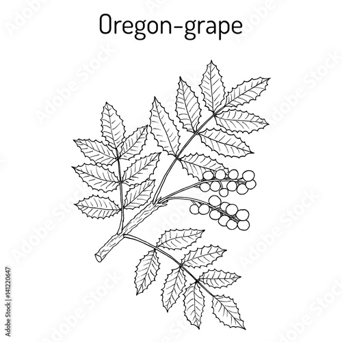 Oregon grape Mahonia aquifolium 