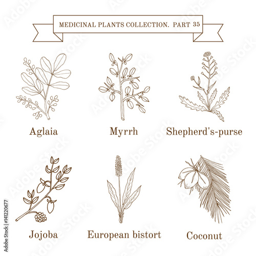 Vintage collection of hand drawn medical herbs and plants