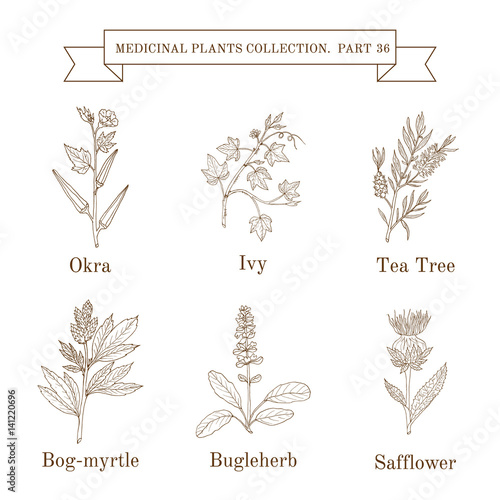 Vintage collection of hand drawn medical herbs and plants