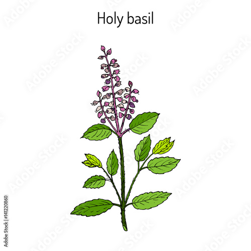 Holy Basil Ocimum tenuiflorum , or tulasi