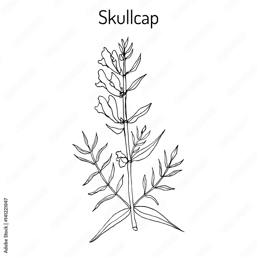 Poster Print Baikal skullcap scutellaria baicalensis medicinal plant 40x40 cm