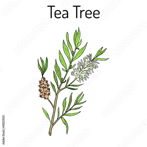 Collection of tea tree. Cosmetics and medical plant. hand drawn