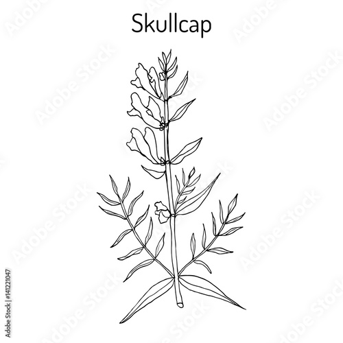 Baikal skullcap scutellaria baicalensis - medicinal plant photo