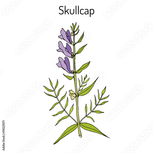 Photos Baikal skullcap scutellaria baicalensis - medicinal plant