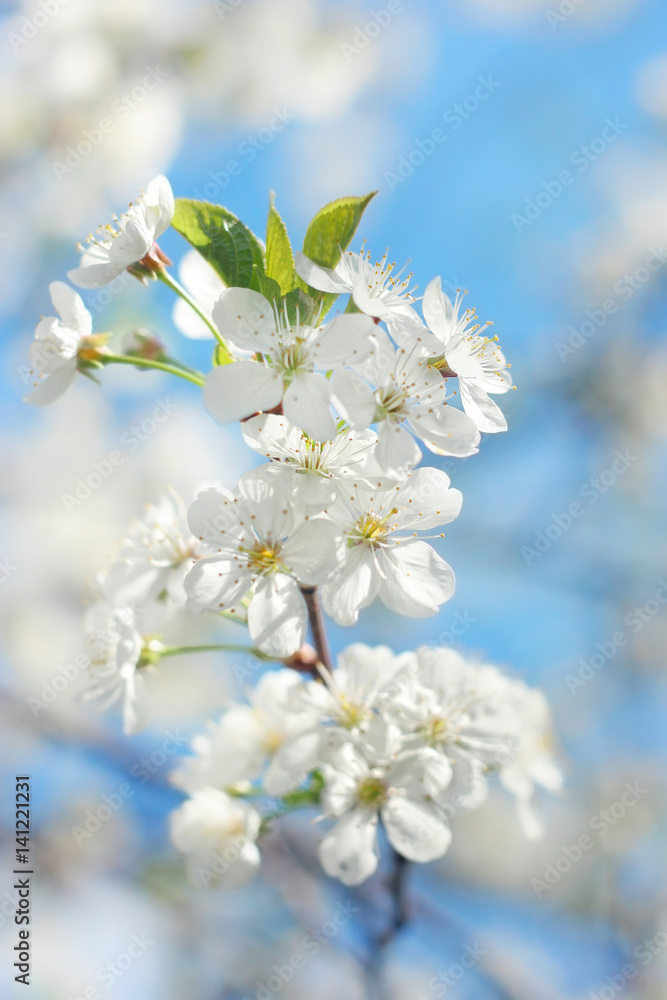 beautiful cherry  flowers on branch outdoor, blurred natural background. white cherry flowers - gentle symbol of spring season. template for design