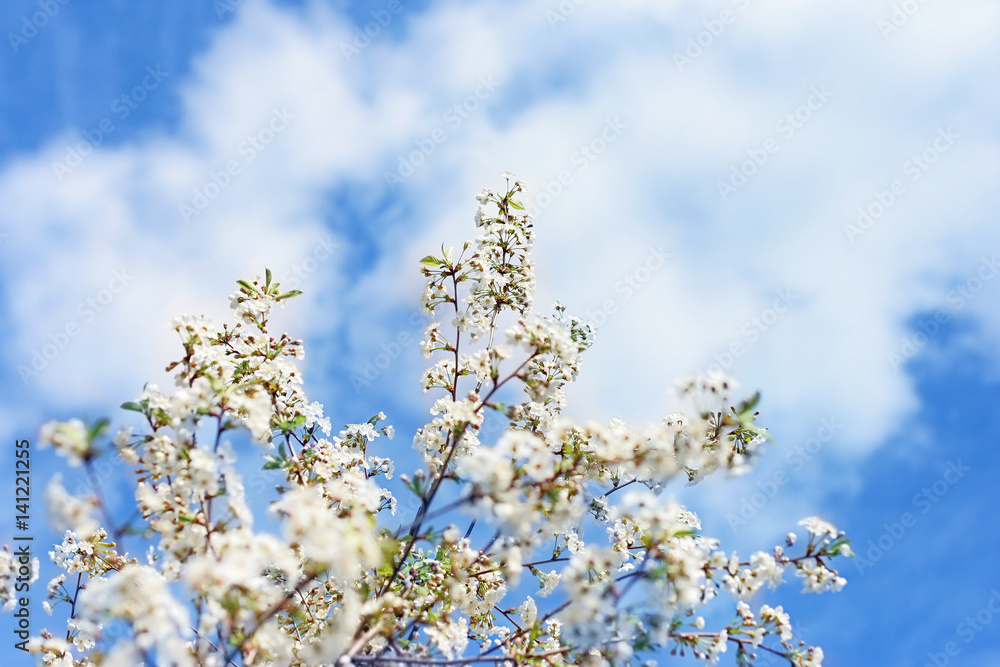 Blossoming cherry tree branches against blue sky natural background. spring landscape. white cherry flowers - gentle symbol of spring season. template for design Blossoming cherry tree branches against blue sky natural background. spring landscape. white cherry flowers - gentle symbol of spring season. template for design