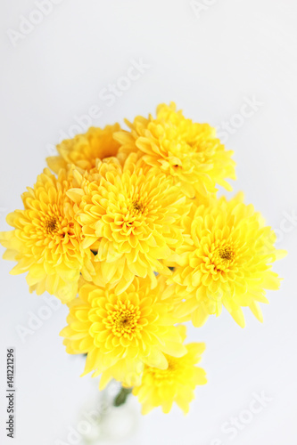 yellow chrysanthemum flowers close up on abstract light background. floral gift. spring season. copy space. template for design
