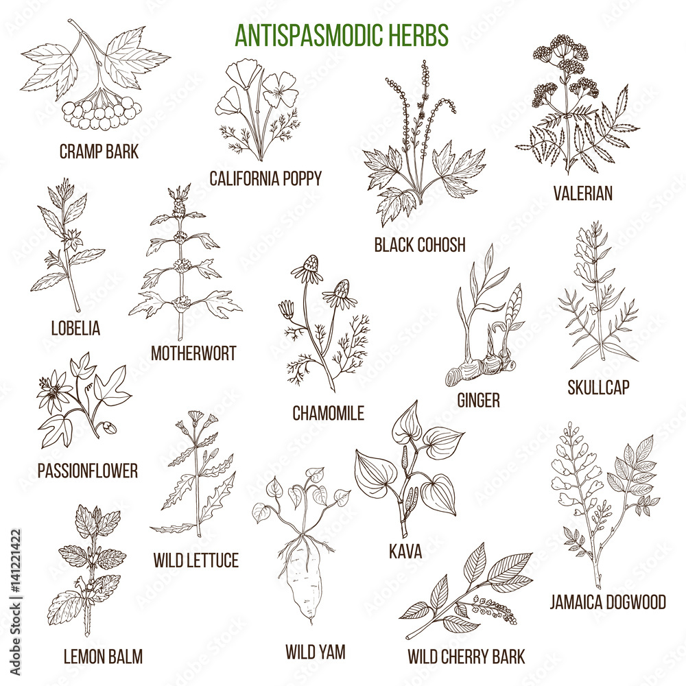 Antispasmodic herbs. Hand drawn set of medicinal plants Antispasmodic herbs. Hand drawn set of medicinal plants