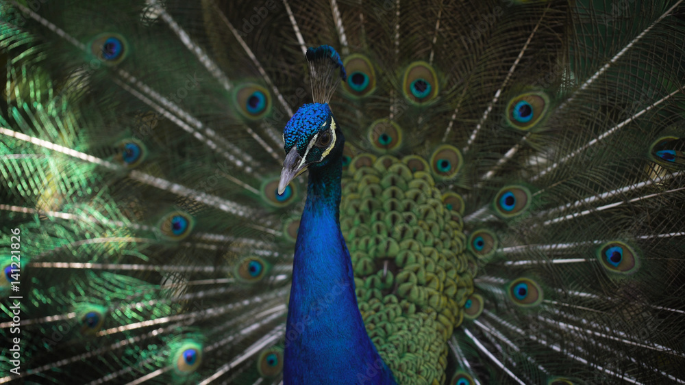 Obraz premium A close shot of a confused Peacock blue crest and bright blue trunk, which fluffed tail with long beautiful feathers to show its beauty