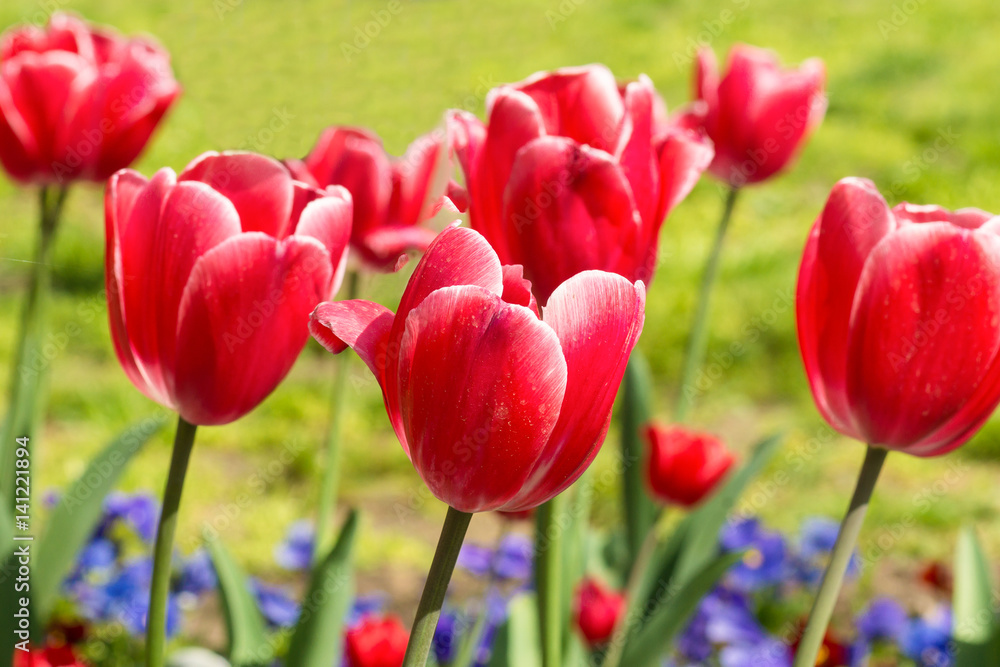 Beautiful Carmine with white border tulips (lat. Tulipa) with blue violets in spring garden Beautiful Carmine with white border tulips (lat. Tulipa) with blue violets in spring garden