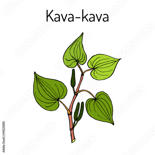 Kava-kava piper methysticum , medicinal plant