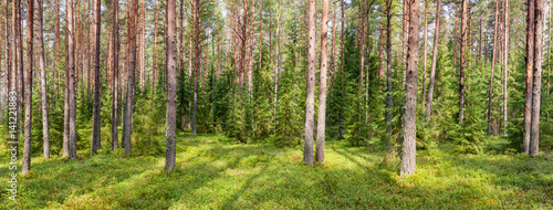 Fototapeta Naklejka Na Ścianę i Meble -  Summer pine forest panorama