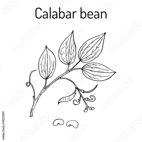 Calabar Bean Physostigma Venenosum , medicinal plant